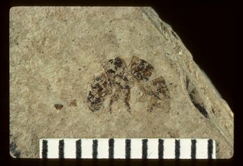 Media type: image;   Entomology PALE-3489 Aspect: full